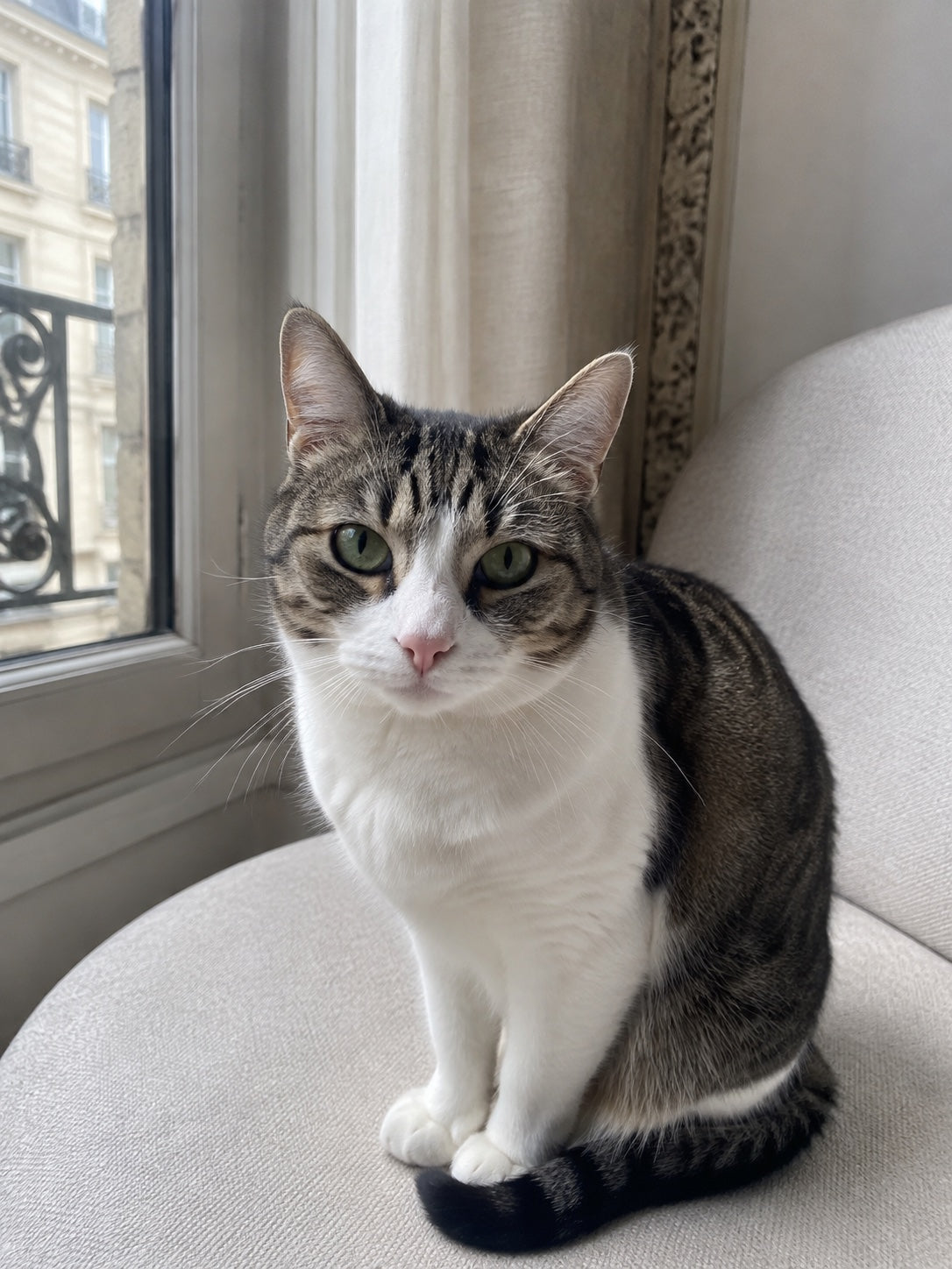 Katze bei natürlichem Licht am Fenster fotografiert